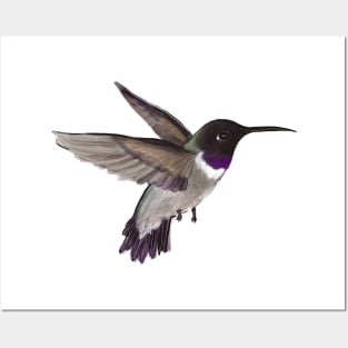 Hummingbird Posters and Art